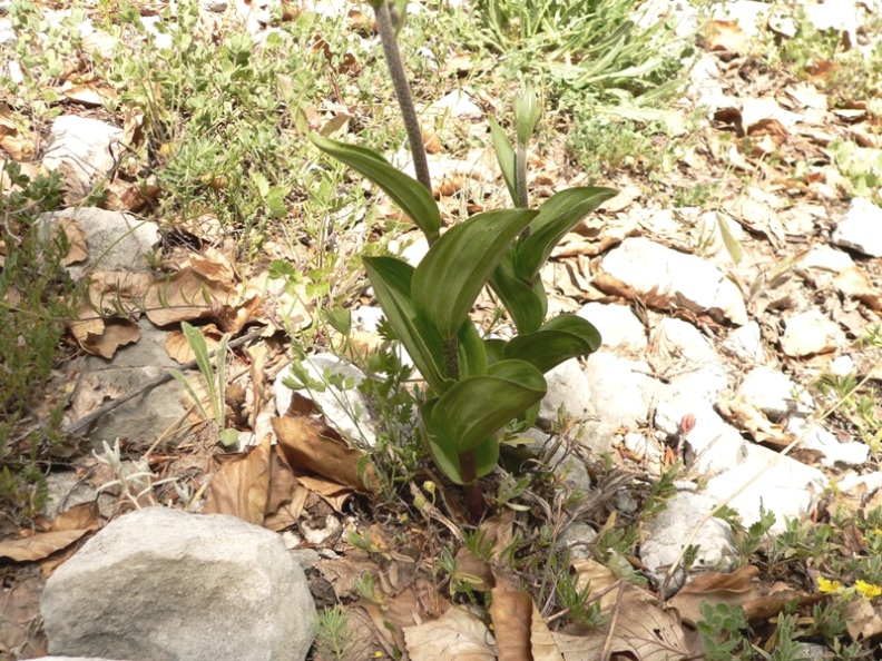 Epipactis atrorubens